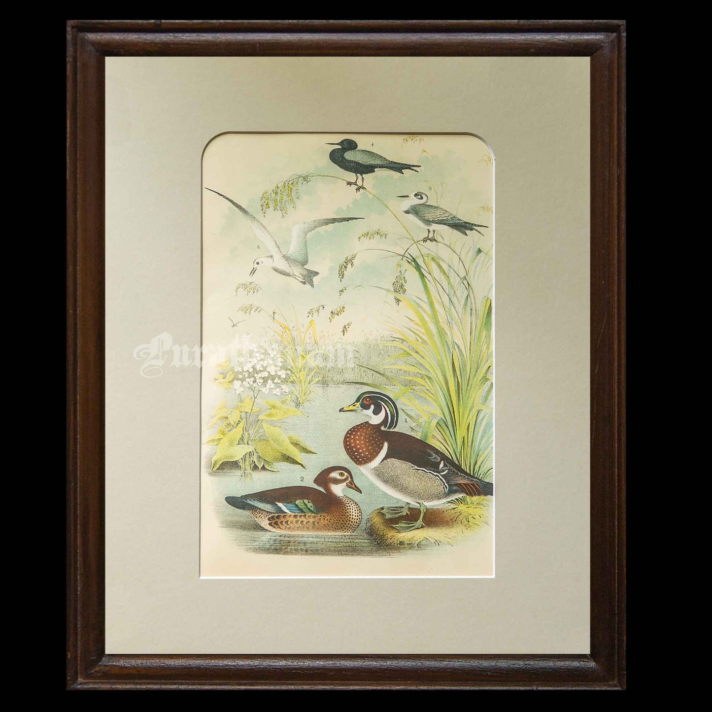 Bird - Chromo lithograph print (Plate - VIII) by Theodore Jasper - Bird Art / Avian Art