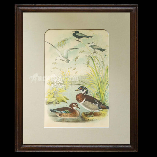 Bird - Chromo lithograph print (Plate - VIII) by Theodore Jasper -  Bird Art / Avian Art