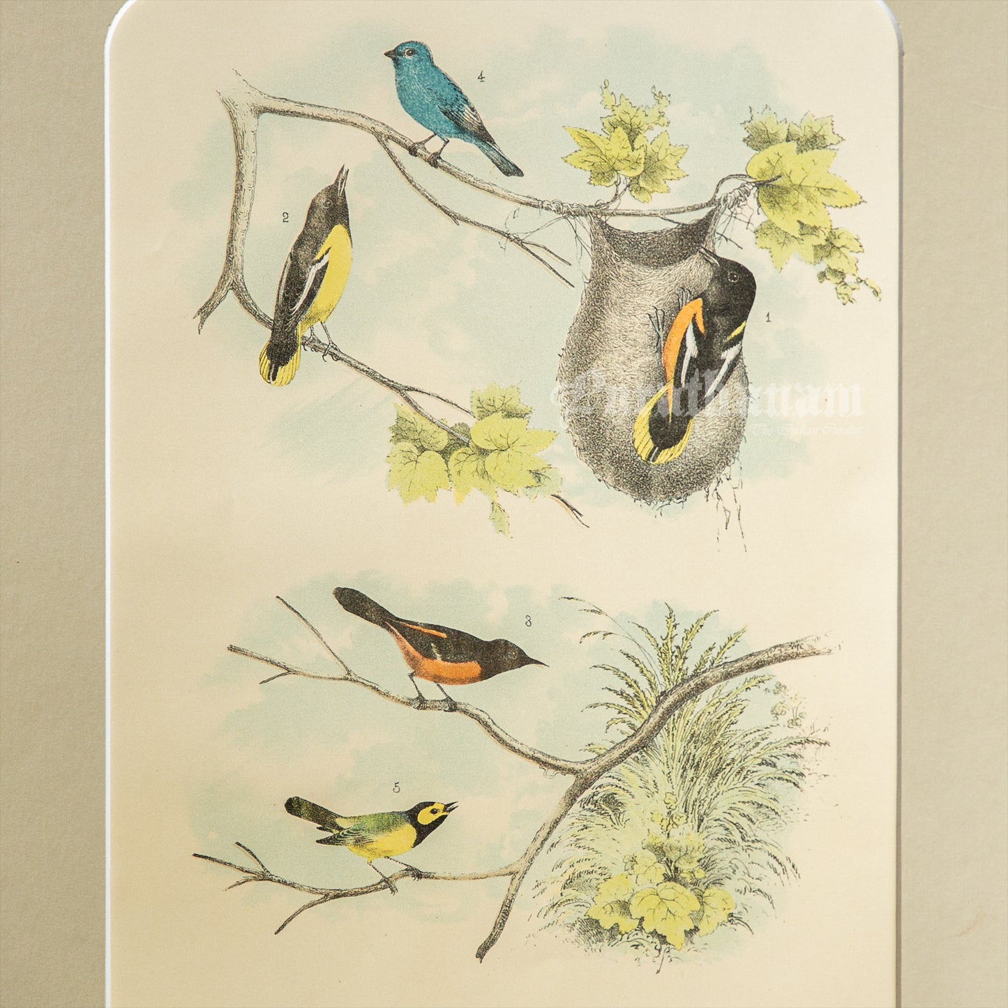 Bird - Chromo lithograph print (Plate -XII) by Theodore Jasper - Bird Art / Avian Art