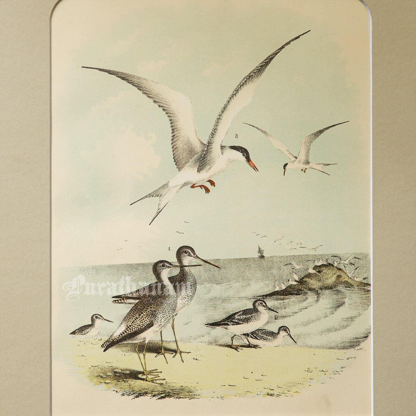 Bird - Chromo lithograph print (Plate - XI) by Theodore Jasper - Bird Art / Avian Art