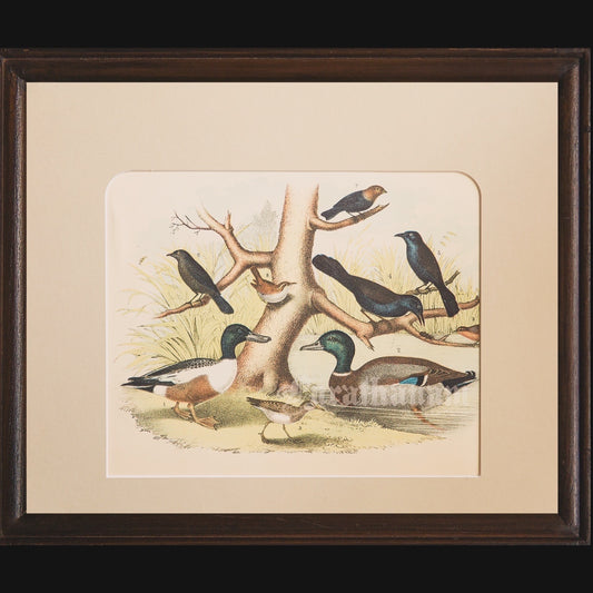 Bird - Chromo lithograph print (Plate - LII) by Theodore Jasper -  Bird Art / Avian Art