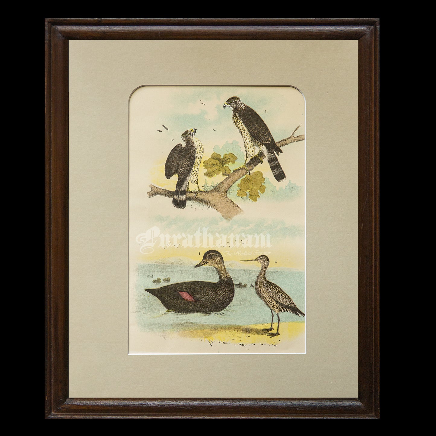 Bird - Chromo lithograph print (Plate - LVIII) by Theodore Jasper - Bird Art / Avian Art