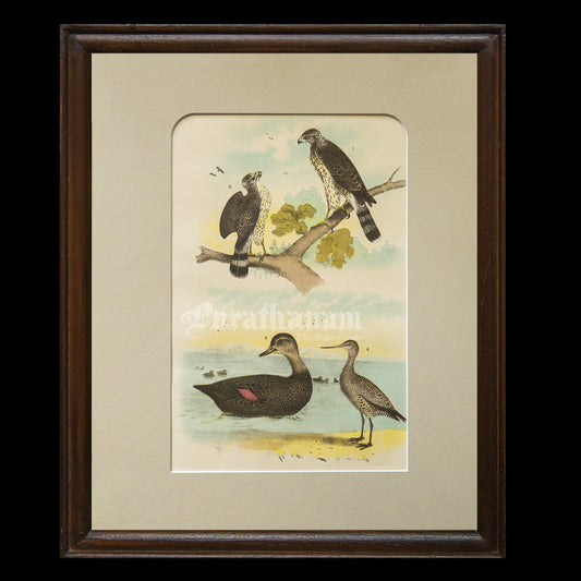 Bird - Chromo lithograph print (Plate - LVIII) by Theodore Jasper -  Bird Art / Avian Art