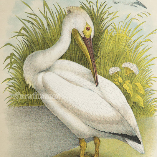 Bird - Chromo lithograph print (Plate - LI) by Theodore Jasper -  Bird Art / Avian Art