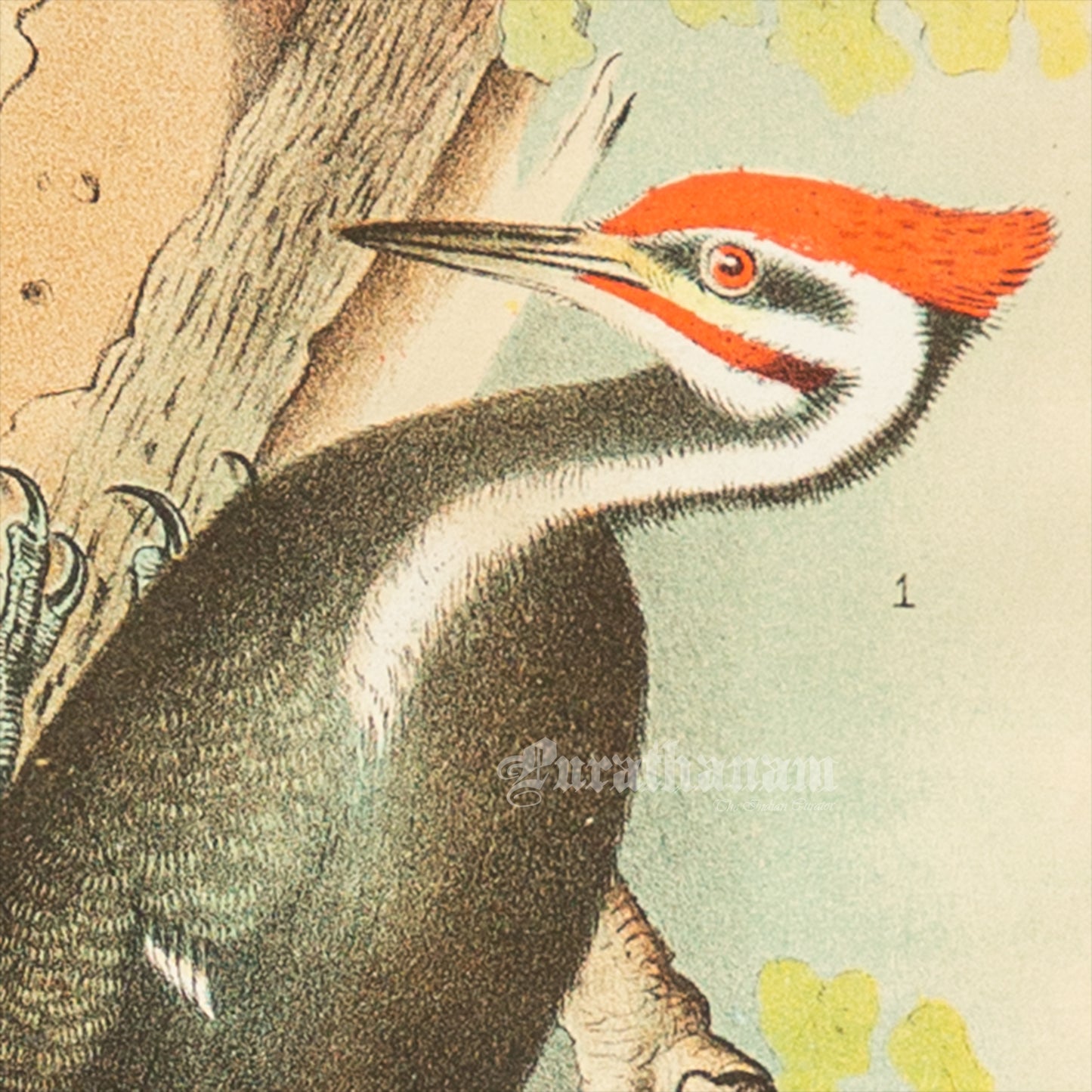 Bird - Chromo lithograph print (Plate -XVIII) by Theodore Jasper - Bird Art / Avian Art