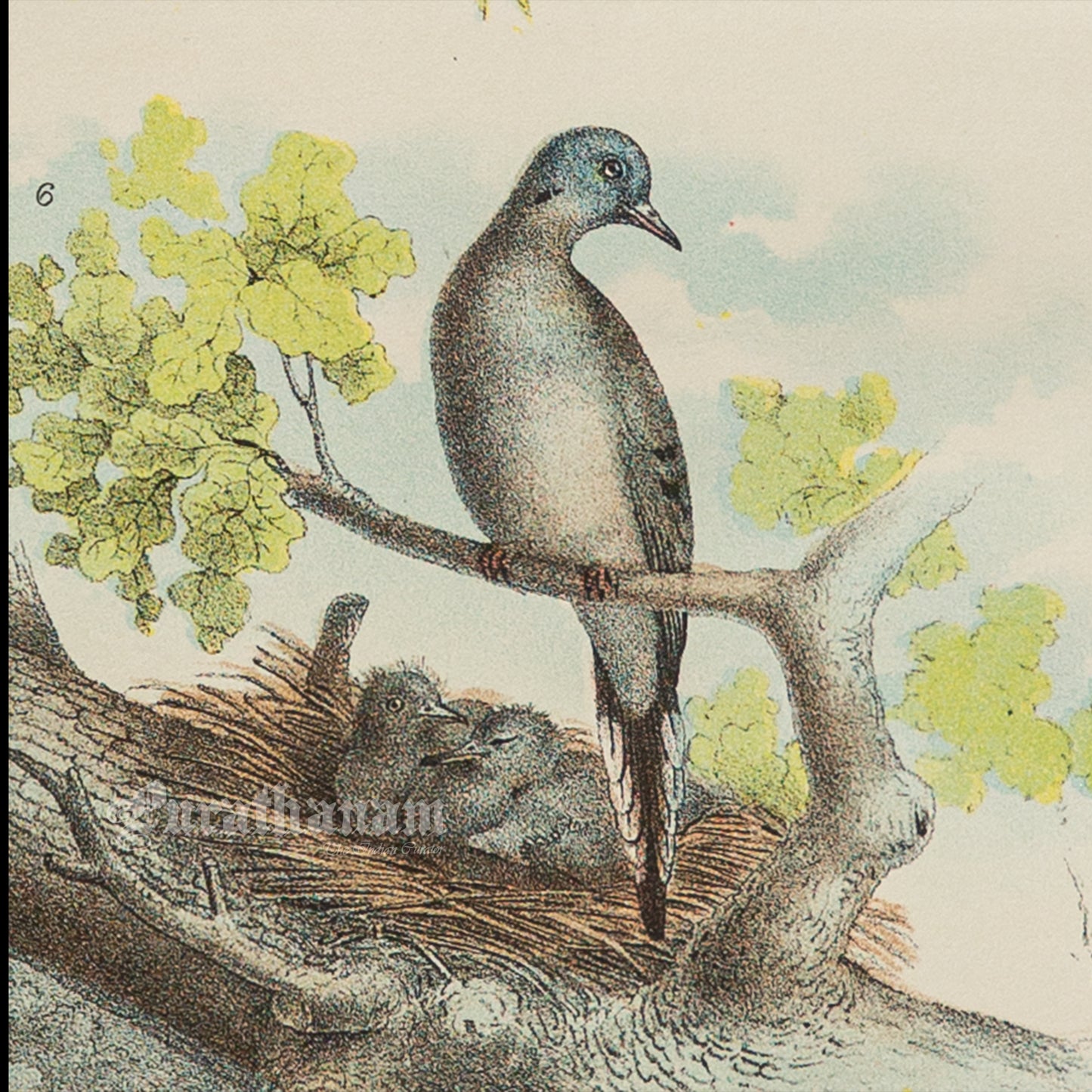 Bird - Chromo lithograph print (Plate - I ) by Theodore Jasper - Bird Art / Avian Art