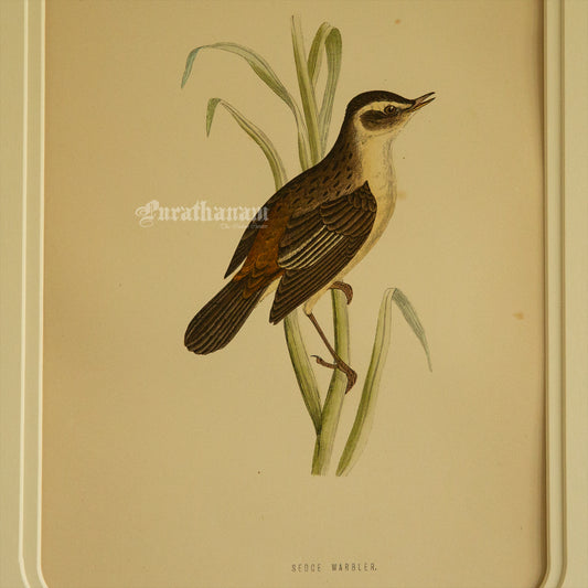 Bird -Sedge Warbler - Hand-Coloured Wood Engraving - Bird Art / Avian Art