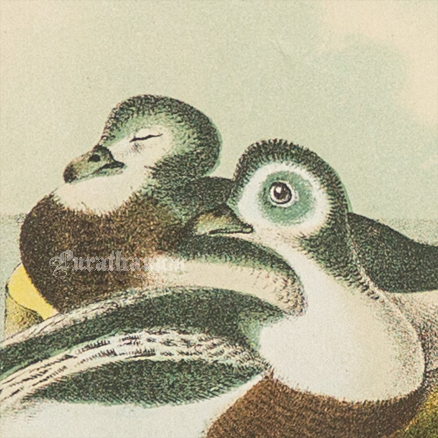 Bird - Chromo lithograph print (Plate - XXI) - Bird Art / Avian Art
