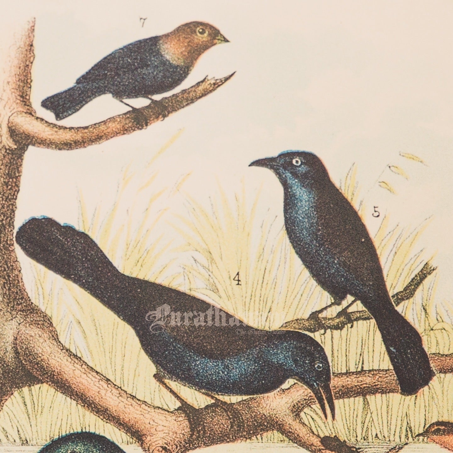 Bird - Chromo lithograph print (Plate - LII) by Theodore Jasper - Bird Art / Avian Art