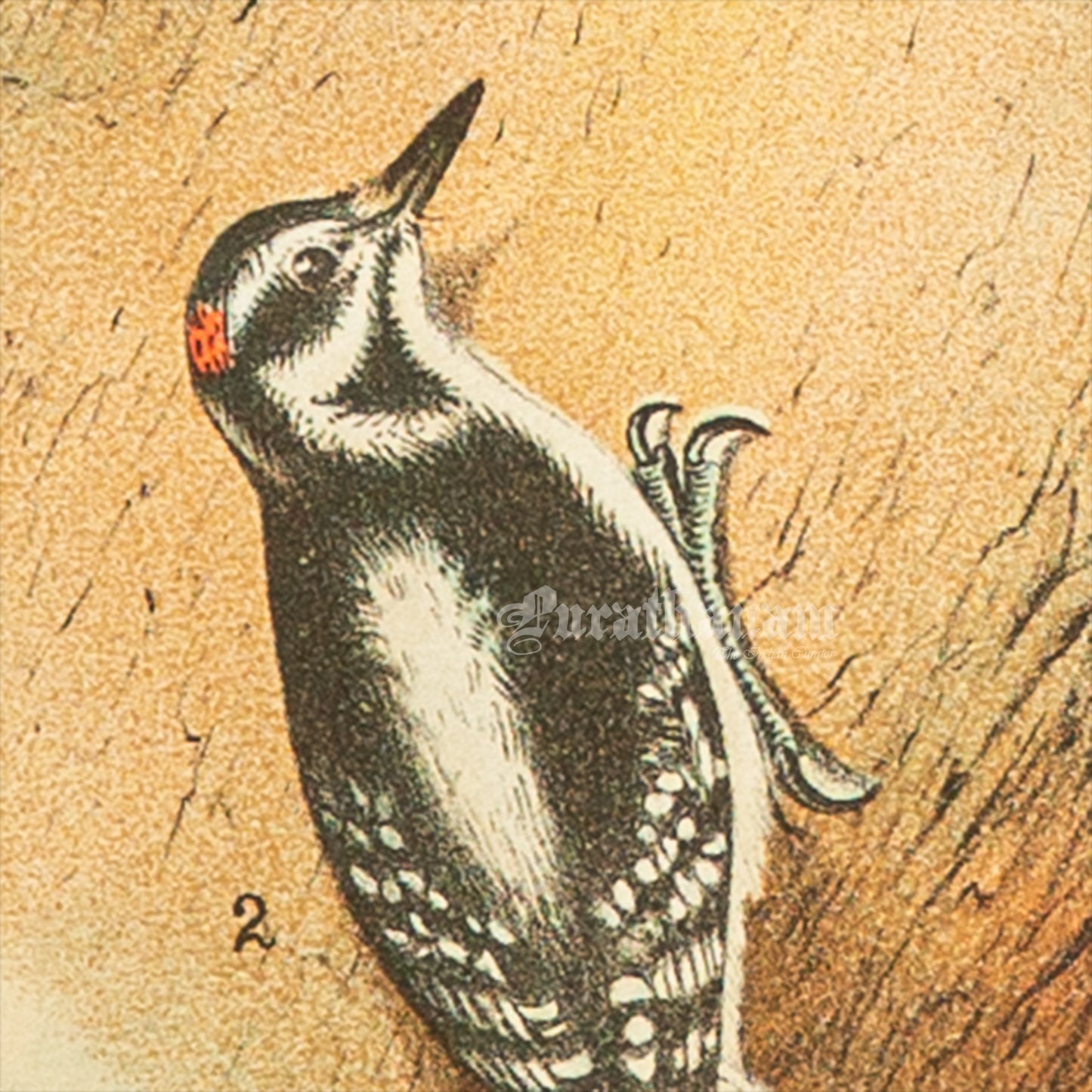 Bird - Chromo lithograph print (Plate -XVIII) by Theodore Jasper - Bird Art / Avian Art