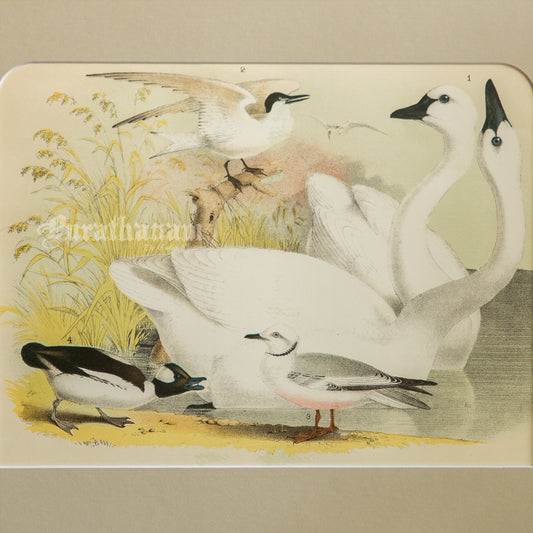 Bird - Chromo lithograph print (Plate - LX) by Theodore Jasper -  Bird Art / Avian Art