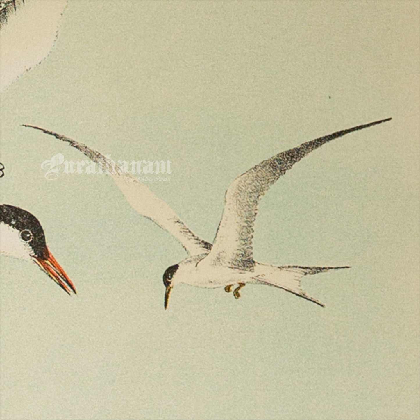 Bird - Chromo lithograph print (Plate - XI) by Theodore Jasper - Bird Art / Avian Art