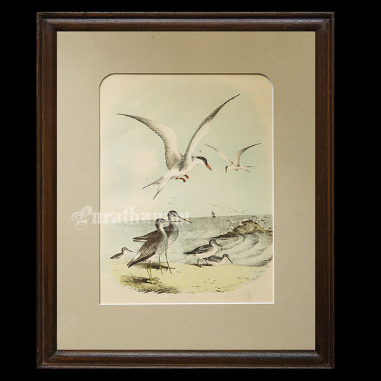 Bird - Chromo lithograph print (Plate - XI) by Theodore Jasper -  Bird Art / Avian Art