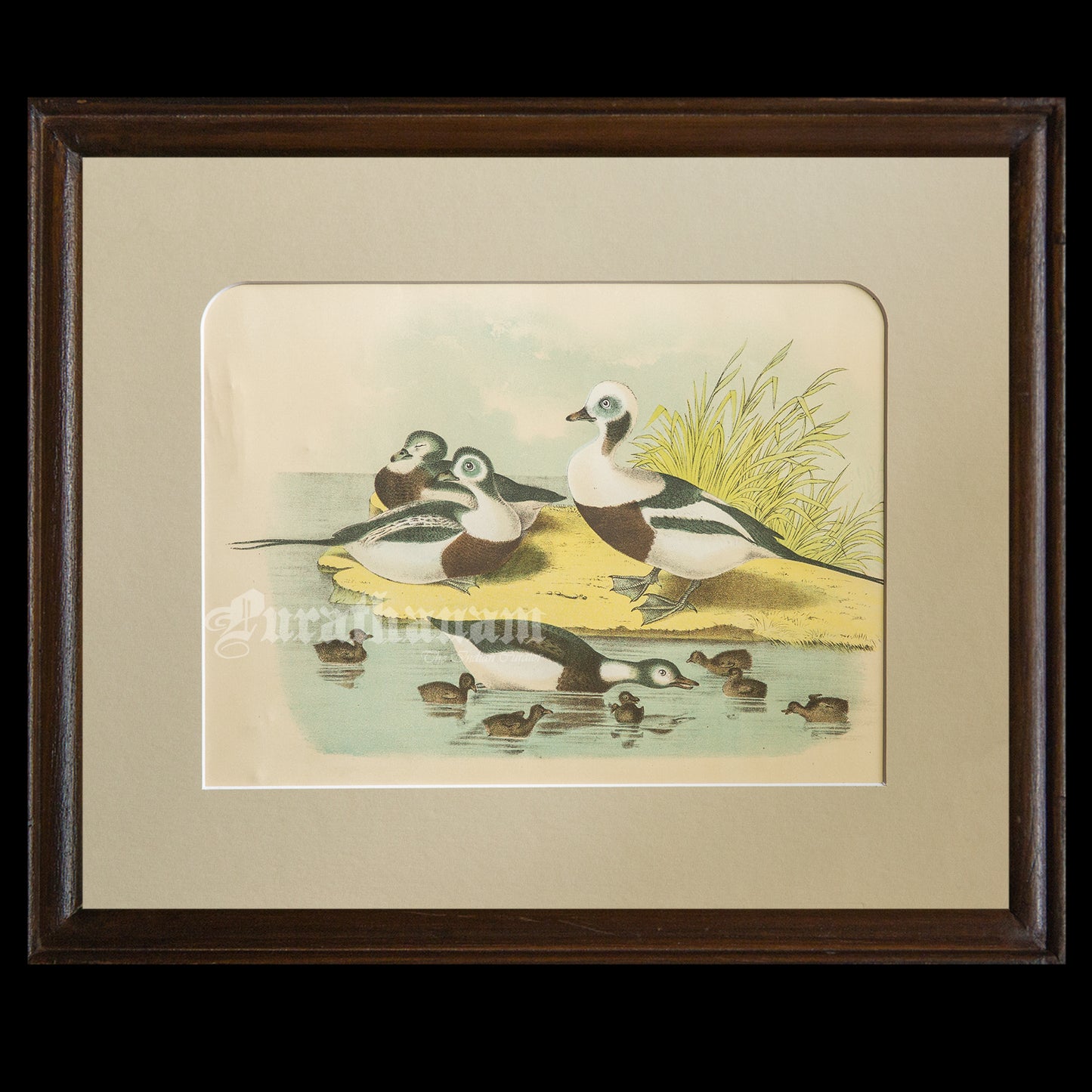 Bird - Chromo lithograph print (Plate - XXI) - Bird Art / Avian Art