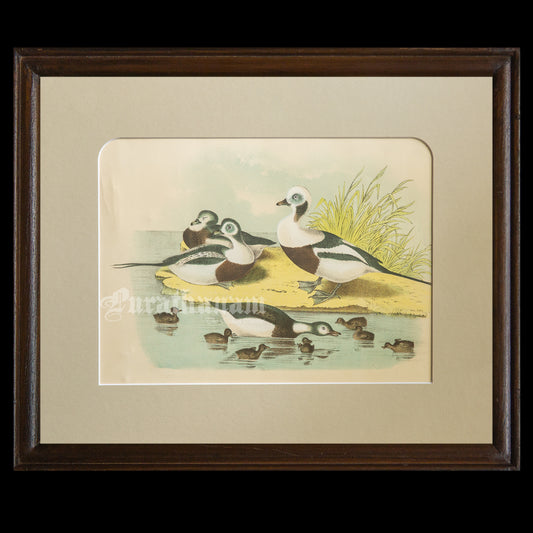 Bird - Chromo lithograph print (Plate - XXI) -  Bird Art / Avian Art