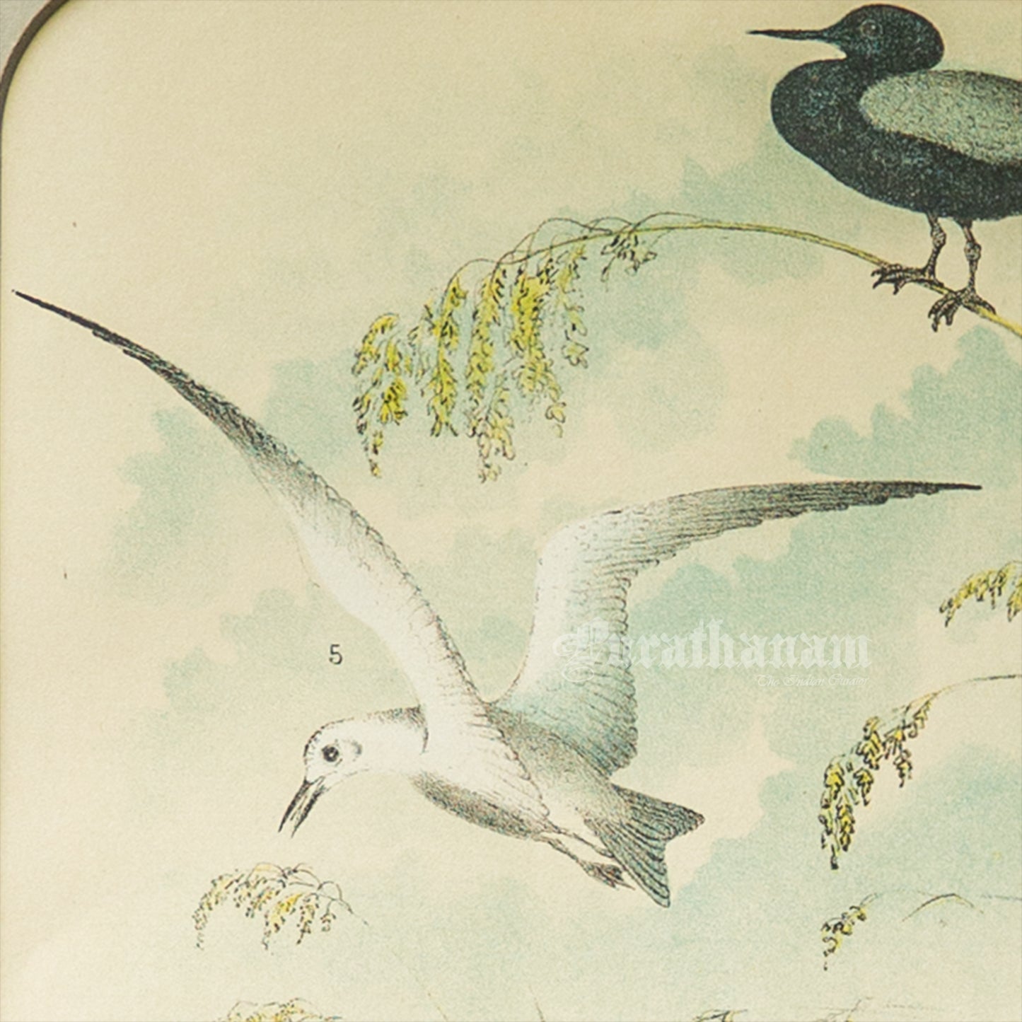 Bird - Chromo lithograph print (Plate - VIII) by Theodore Jasper - Bird Art / Avian Art