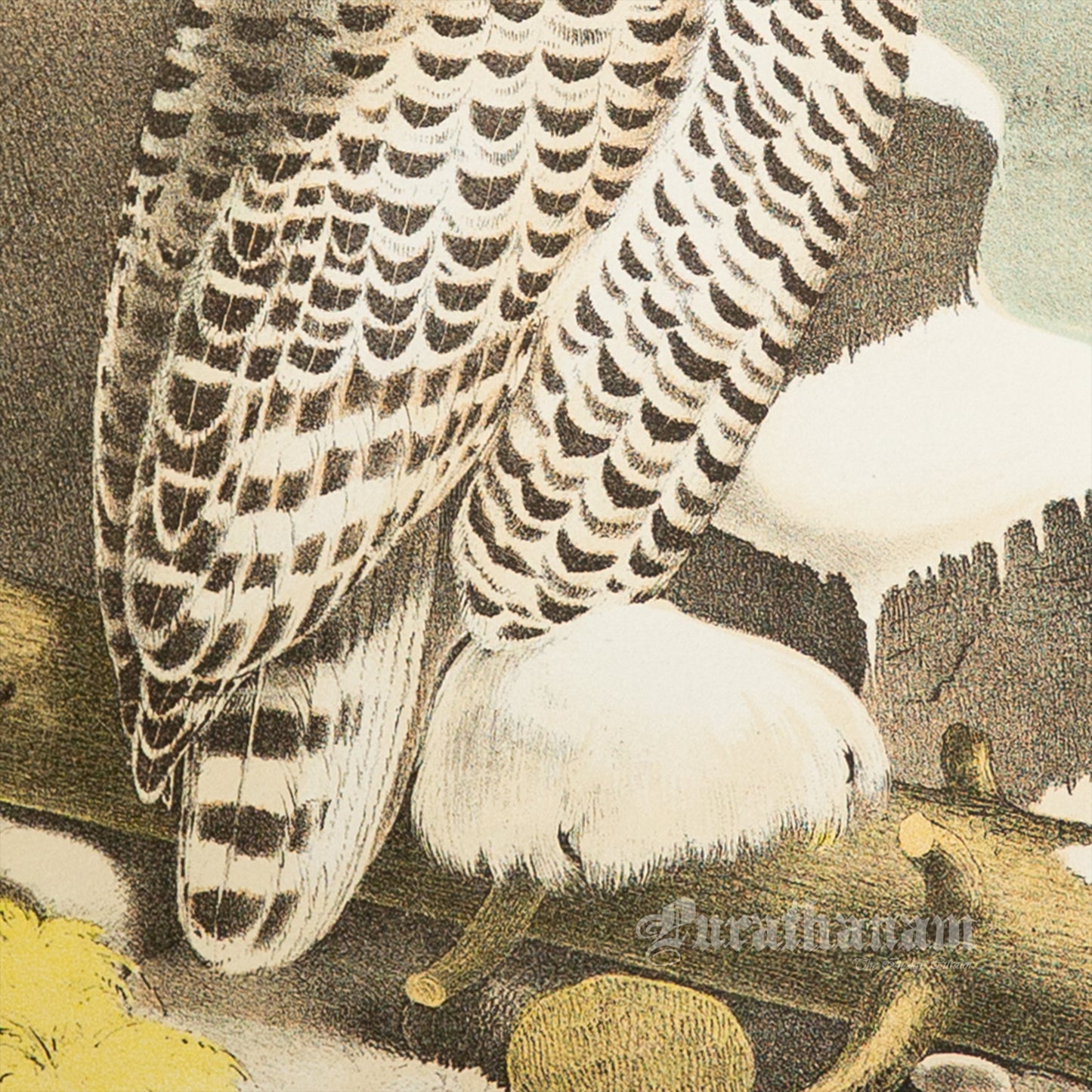 Bird - Snowy Owl Chromo lithograph print (Plate - X) by Theodore Jasper - Bird Art / Avian Art