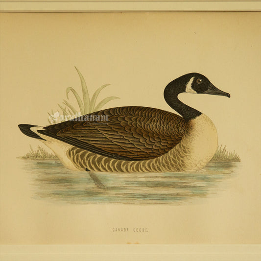 Bird -Canada Goose - Hand-Coloured Wood Engraving - Bird Art / Avian Art