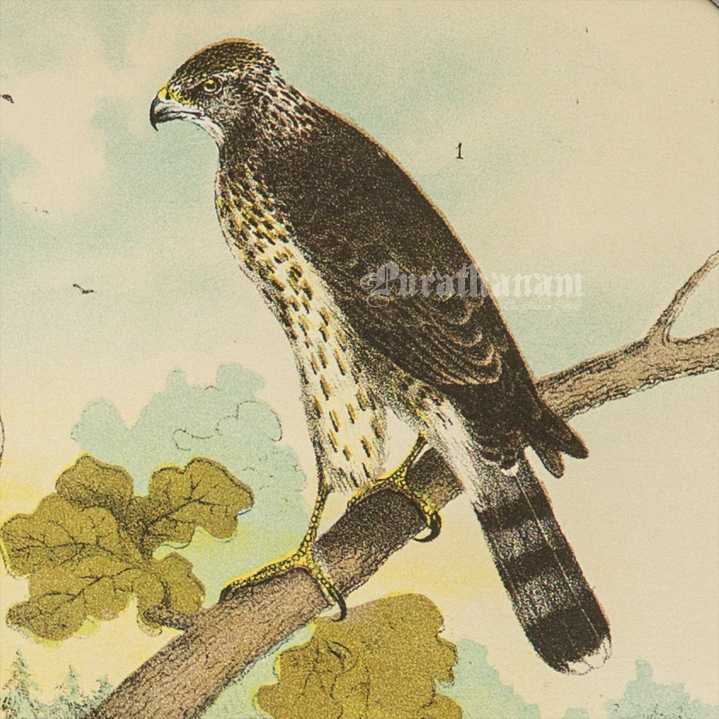 Bird - Chromo lithograph print (Plate - LVIII) by Theodore Jasper - Bird Art / Avian Art