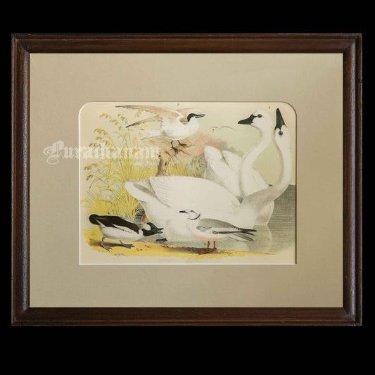 Bird - Chromo lithograph print (Plate - LX) by Theodore Jasper -  Bird Art / Avian Art