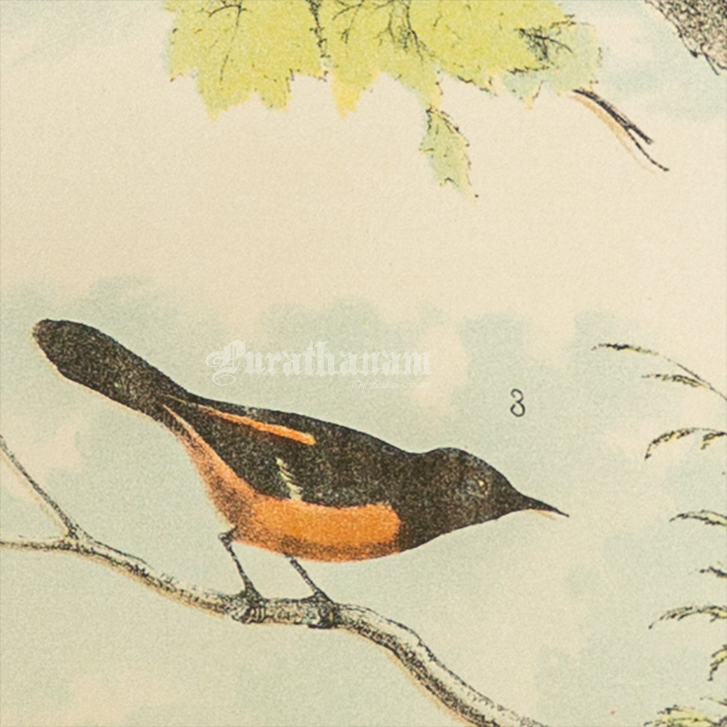 Bird - Chromo lithograph print (Plate -XII) by Theodore Jasper - Bird Art / Avian Art