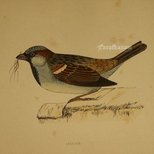 Bird -Sparrow - Hand-Coloured Wood Engraving - Bird Art / Avian Art