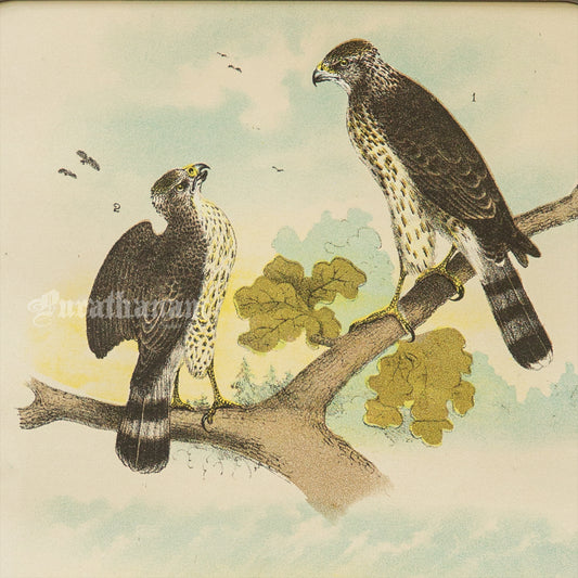 Bird - Chromo lithograph print (Plate - LVIII) by Theodore Jasper -  Bird Art / Avian Art