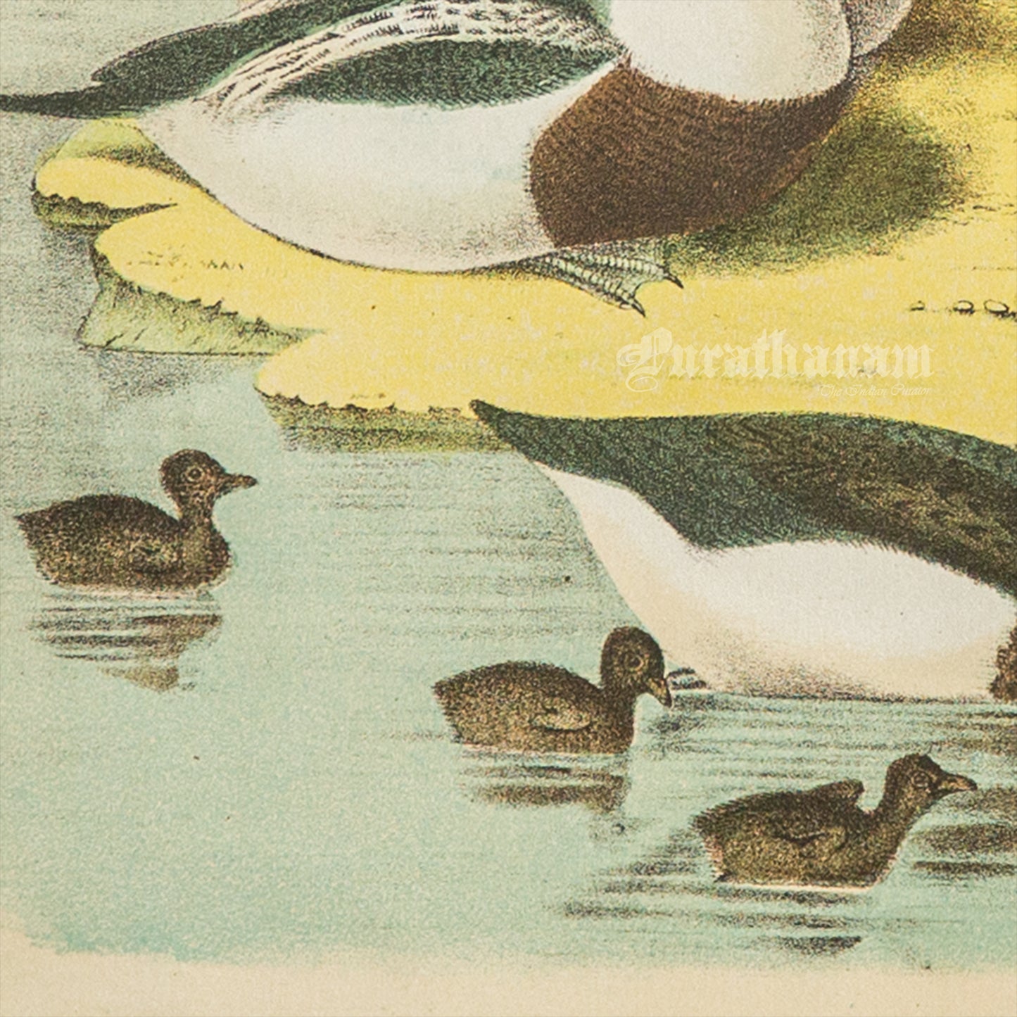 Bird - Chromo lithograph print (Plate - XXI) - Bird Art / Avian Art
