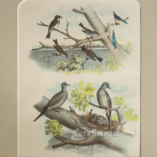 Bird - Chromo lithograph print (Plate - I ) by Theodore Jasper -  Bird Art / Avian Art