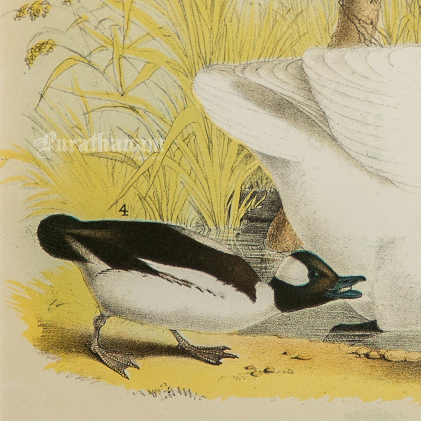 Bird - Chromo lithograph print (Plate - LX) by Theodore Jasper - Bird Art / Avian Art