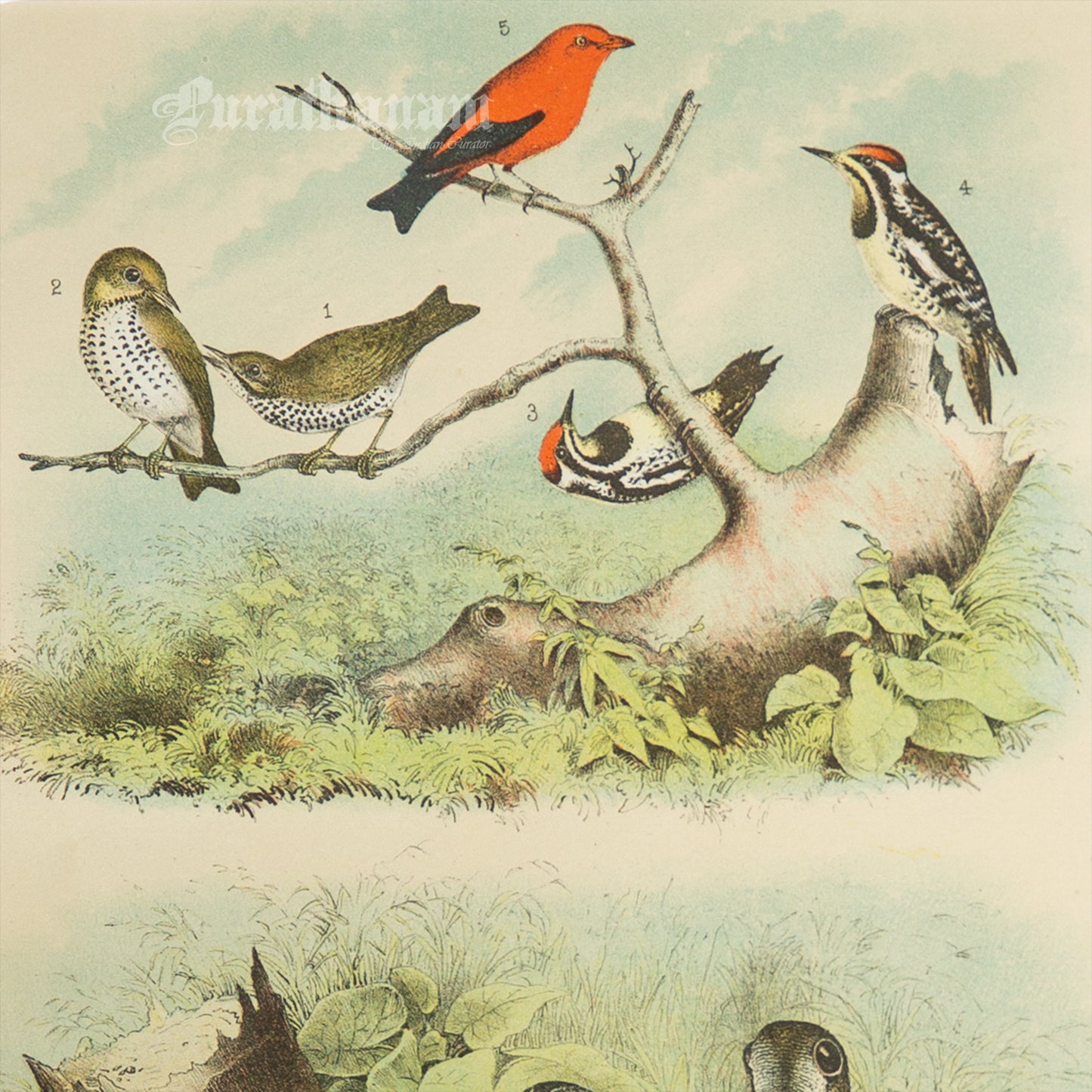 Bird - Chromo lithograph print (Plate - IX) - Bird Art / Avian Art