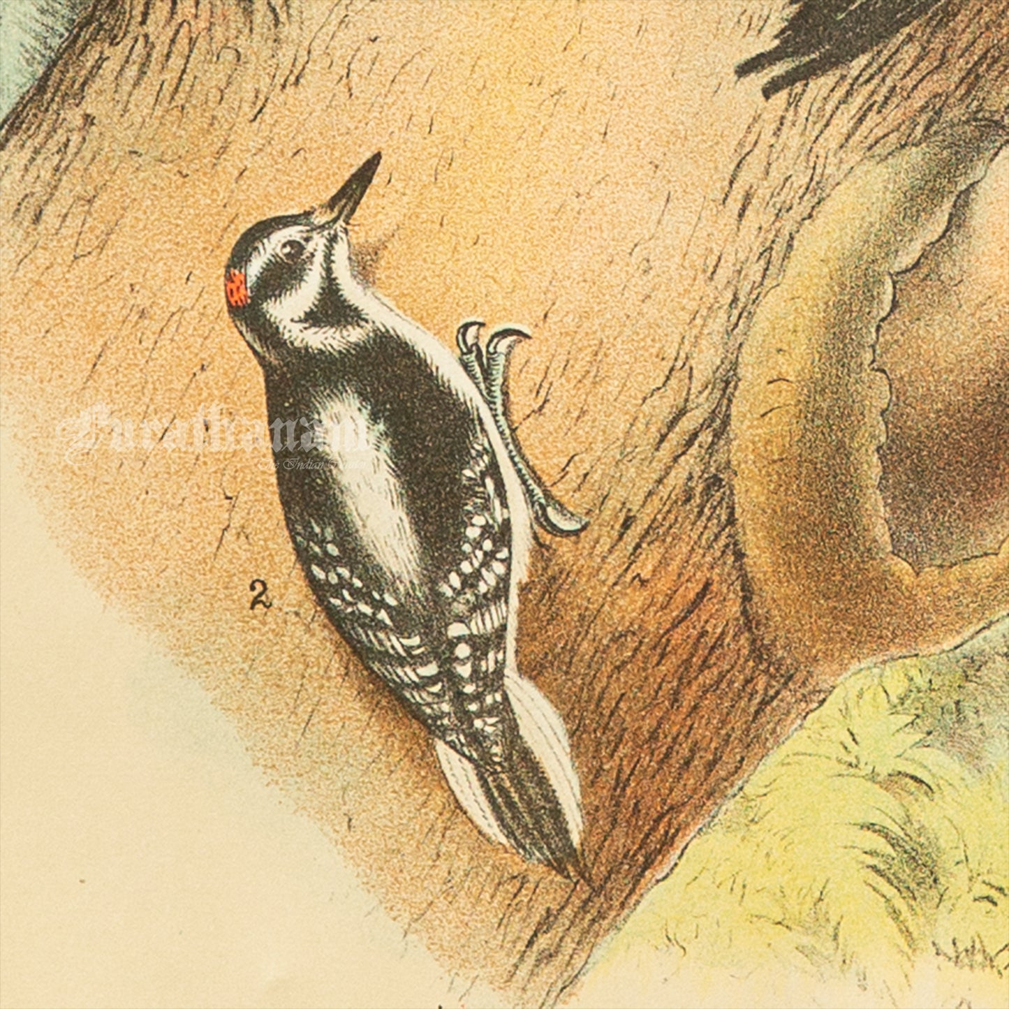 Bird - Chromo lithograph print (Plate -XVIII) by Theodore Jasper - Bird Art / Avian Art