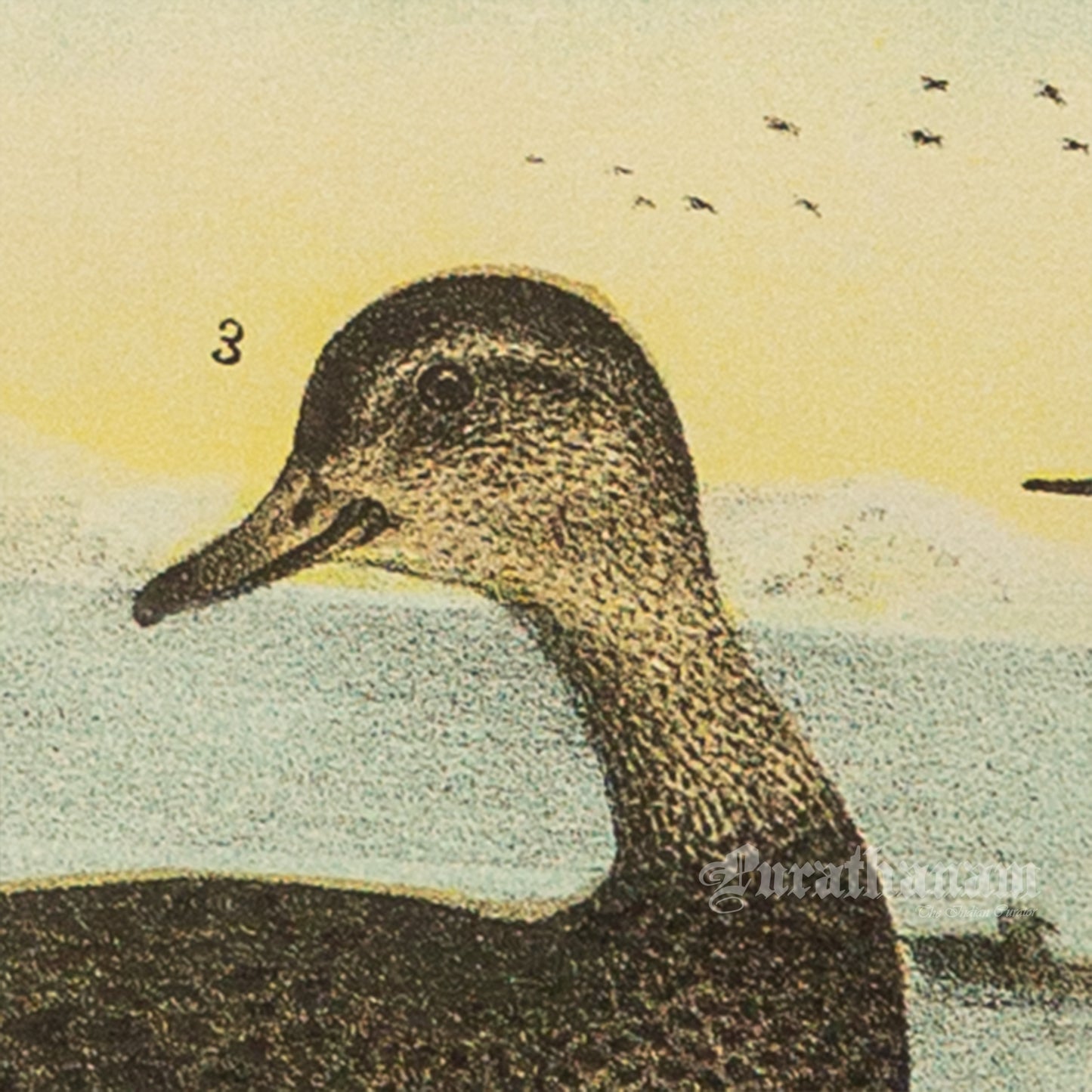 Bird - Chromo lithograph print (Plate - LVIII) by Theodore Jasper - Bird Art / Avian Art