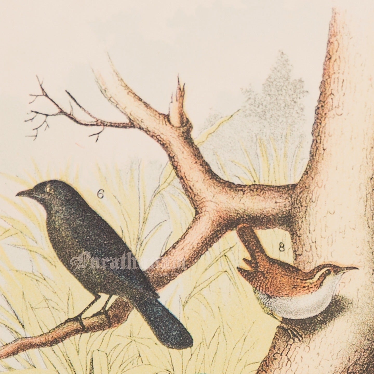 Bird - Chromo lithograph print (Plate - LII) by Theodore Jasper - Bird Art / Avian Art
