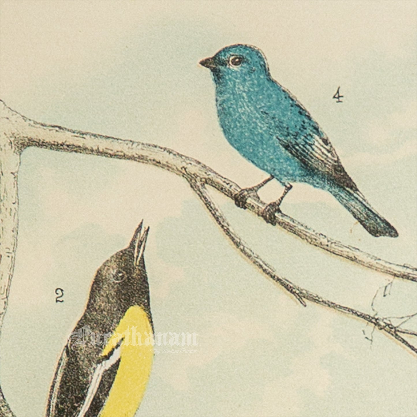 Bird - Chromo lithograph print (Plate -XII) by Theodore Jasper - Bird Art / Avian Art