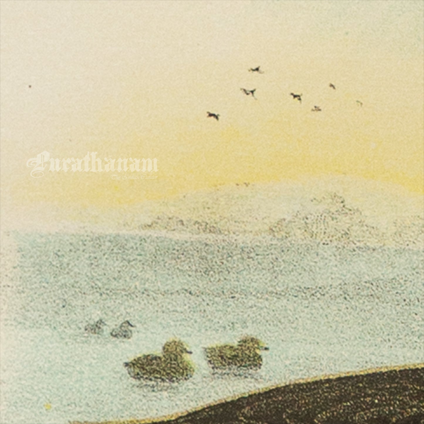 Bird - Chromo lithograph print (Plate - LVIII) by Theodore Jasper - Bird Art / Avian Art