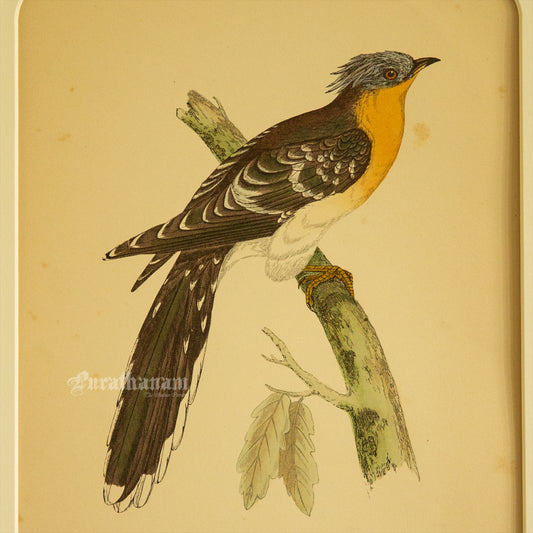 Bird - Great spotted Cuckoo- Hand-Coloured Wood Engraving - Bird Art / Avian Art