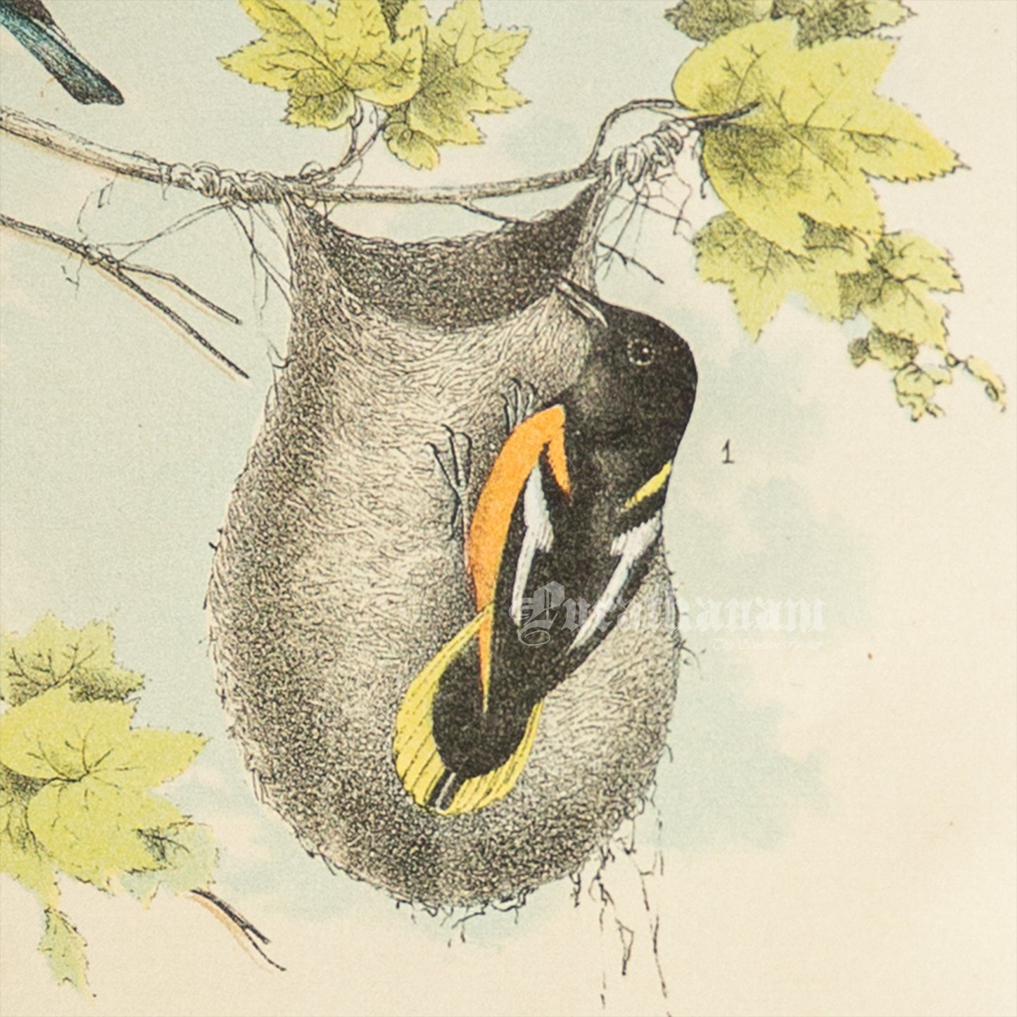 Bird - Chromo lithograph print (Plate -XII) by Theodore Jasper - Bird Art / Avian Art