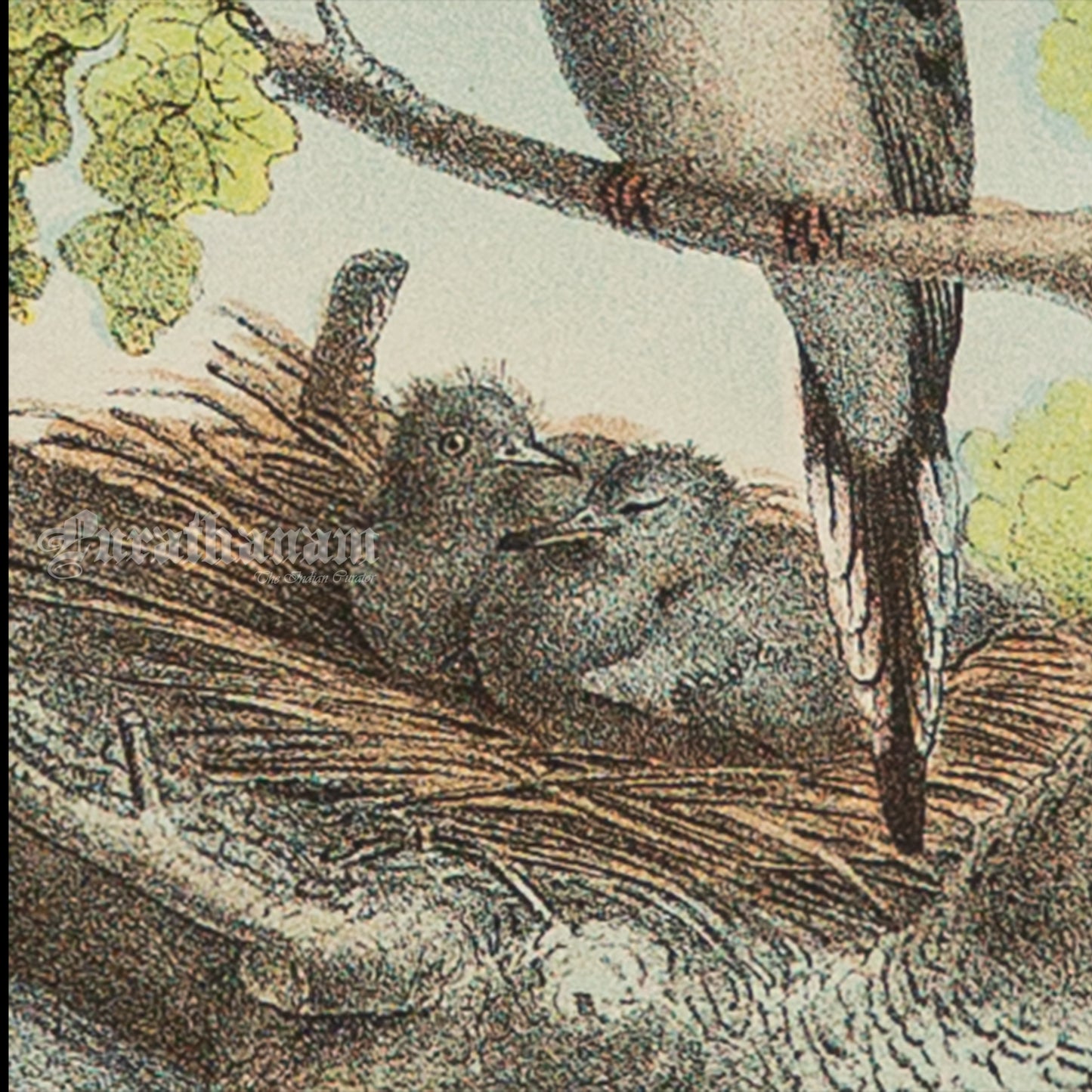Bird - Chromo lithograph print (Plate - I ) by Theodore Jasper - Bird Art / Avian Art