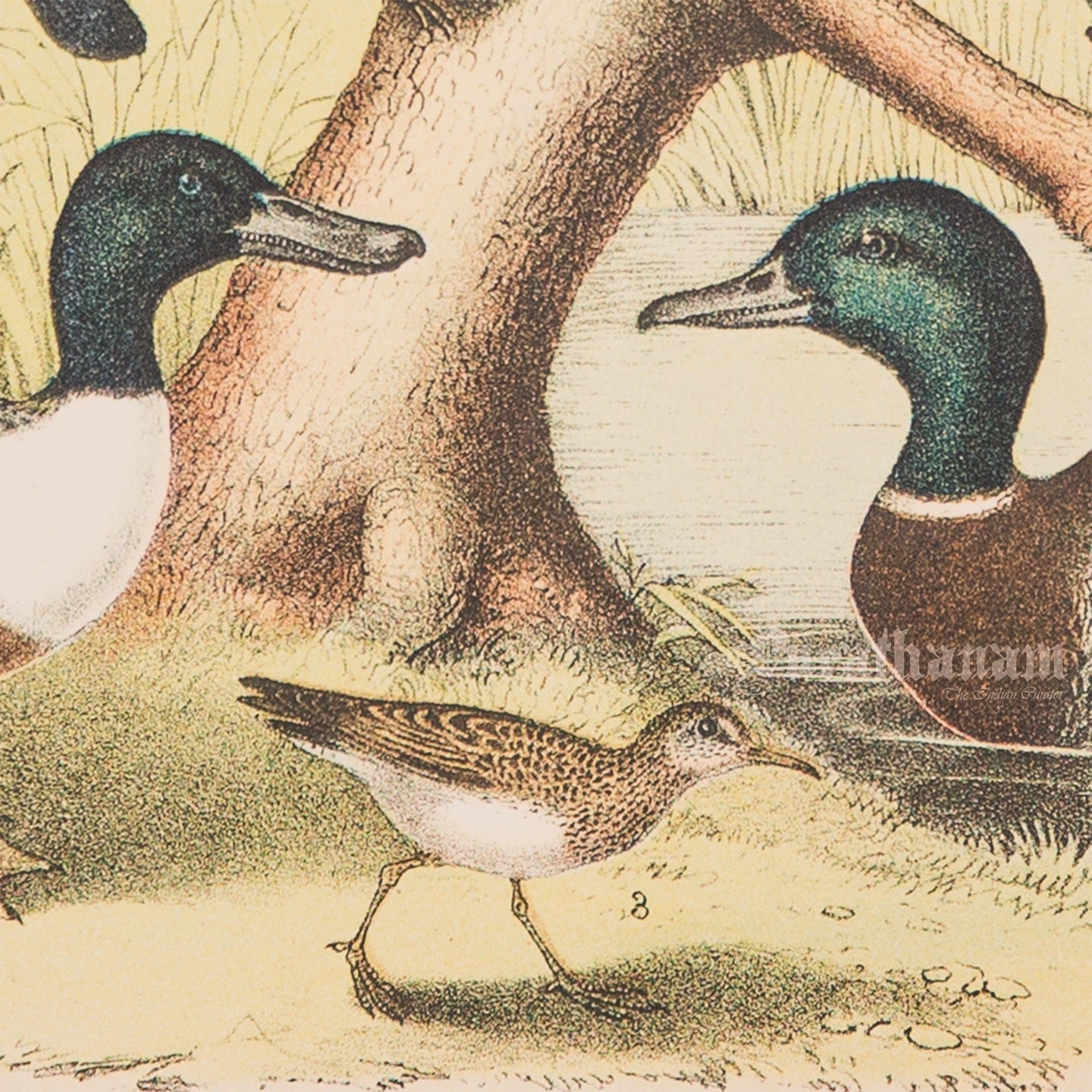 Bird - Chromo lithograph print (Plate - LII) by Theodore Jasper - Bird Art / Avian Art