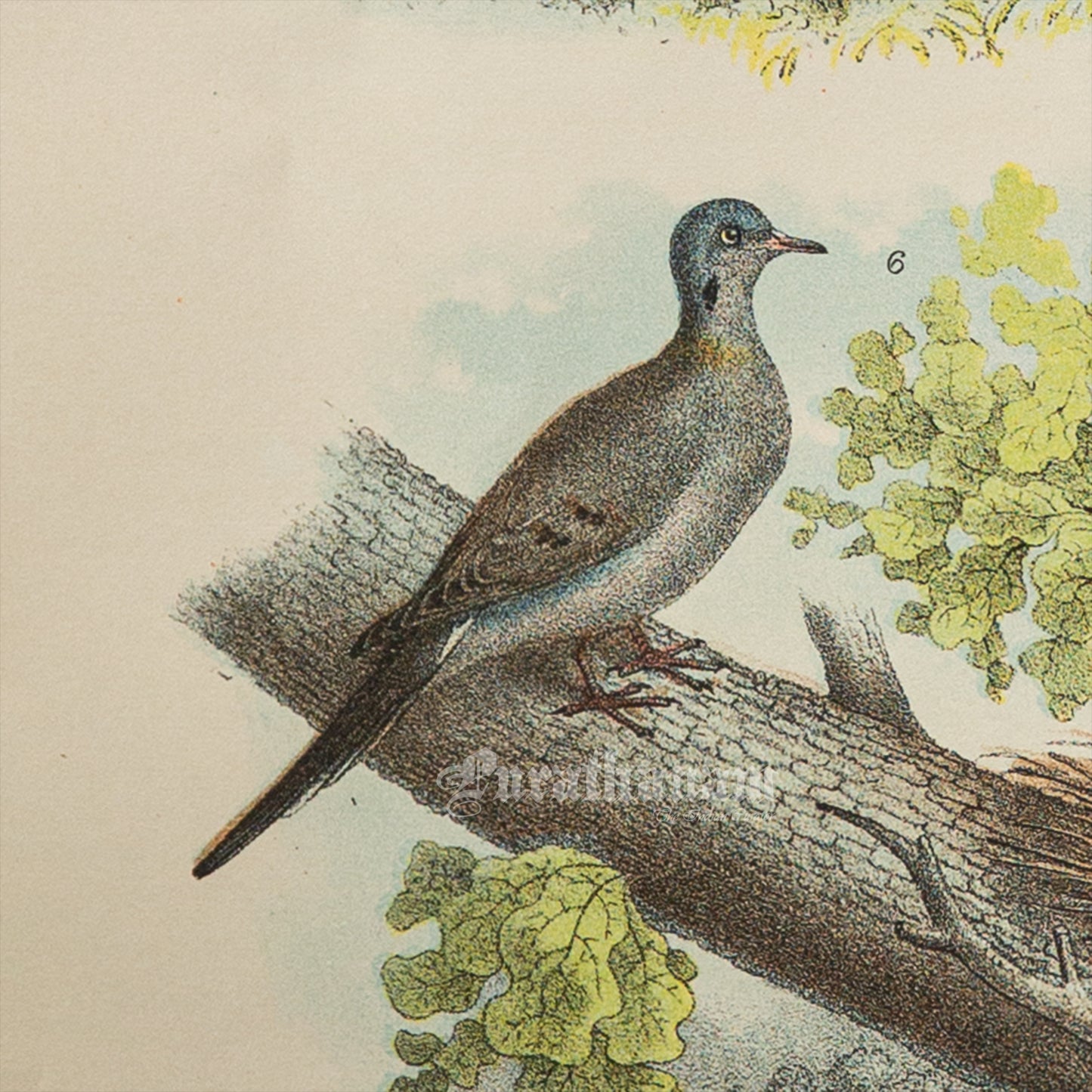Bird - Chromo lithograph print (Plate - I ) by Theodore Jasper - Bird Art / Avian Art