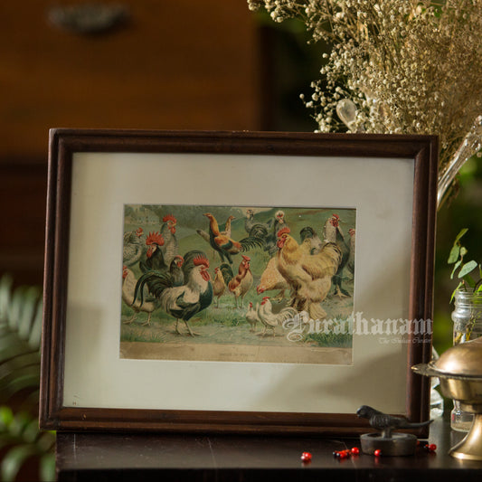Hens & Cocks - Bird Art / Avian Art - Chromolithograph Print