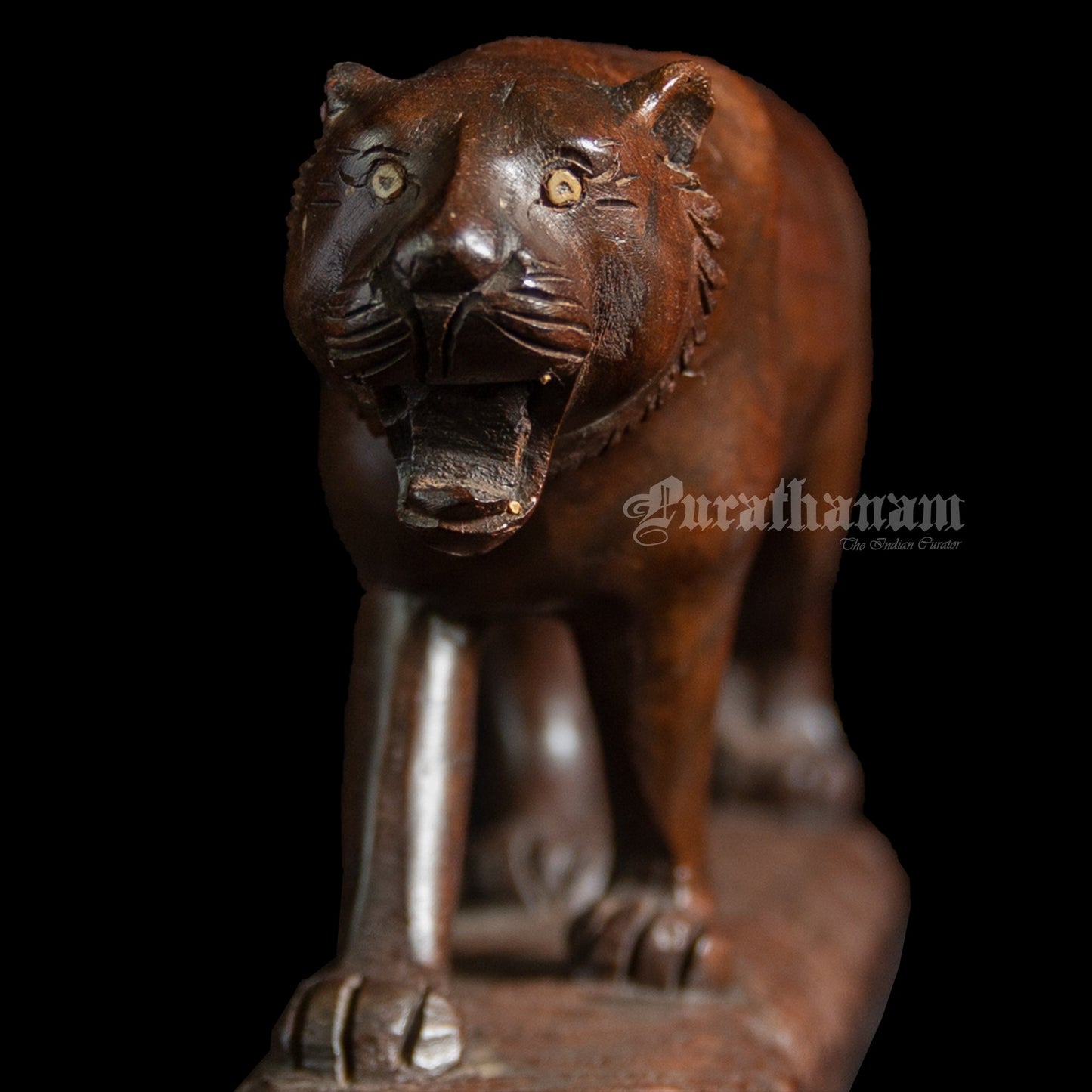 Lioness - Rose wood