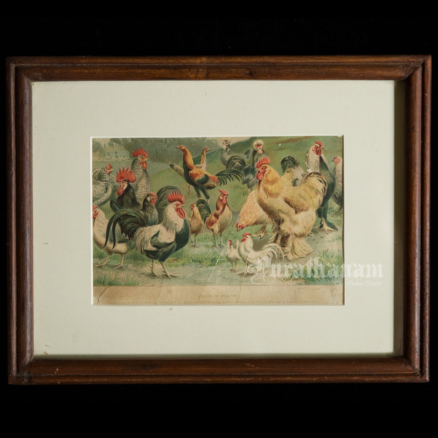 Hens & Cocks - Bird Art / Avian Art - Chromolithograph Print