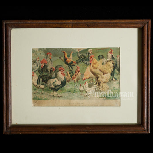 Hens & Cocks - Bird Art / Avian Art - Chromolithograph Print