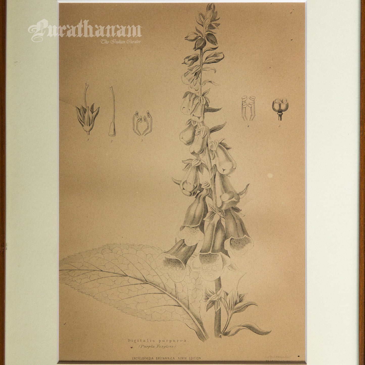 Digitalis Purpurea - Purple Foxglove