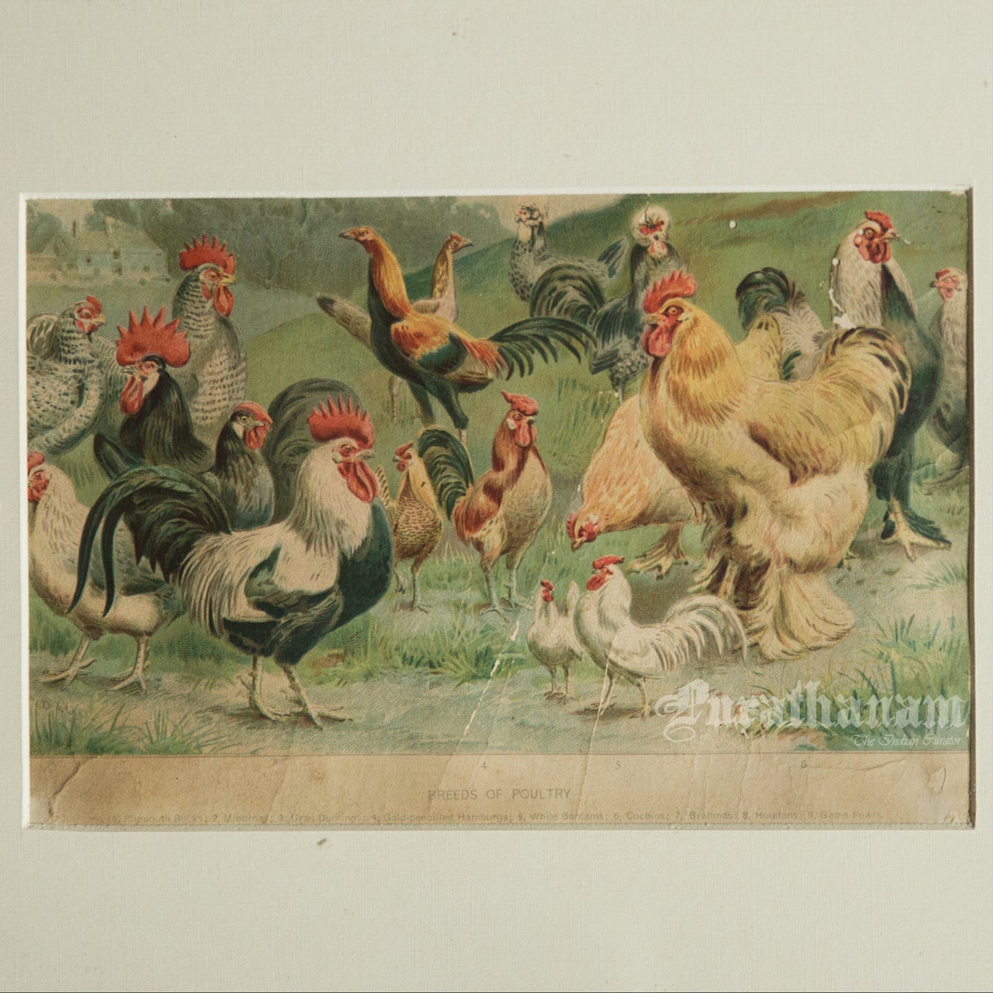 Hens & Cocks - Bird Art / Avian Art - Chromolithograph Print