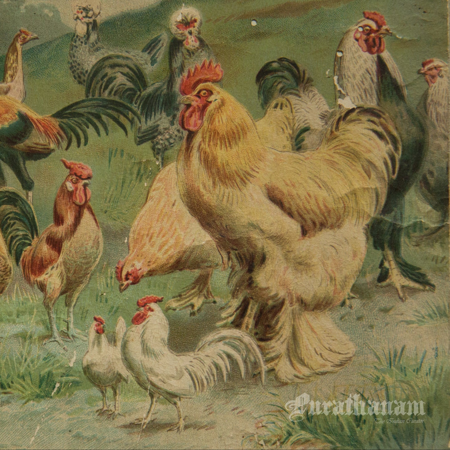 Hens & Cocks - Bird Art / Avian Art - Chromolithograph Print