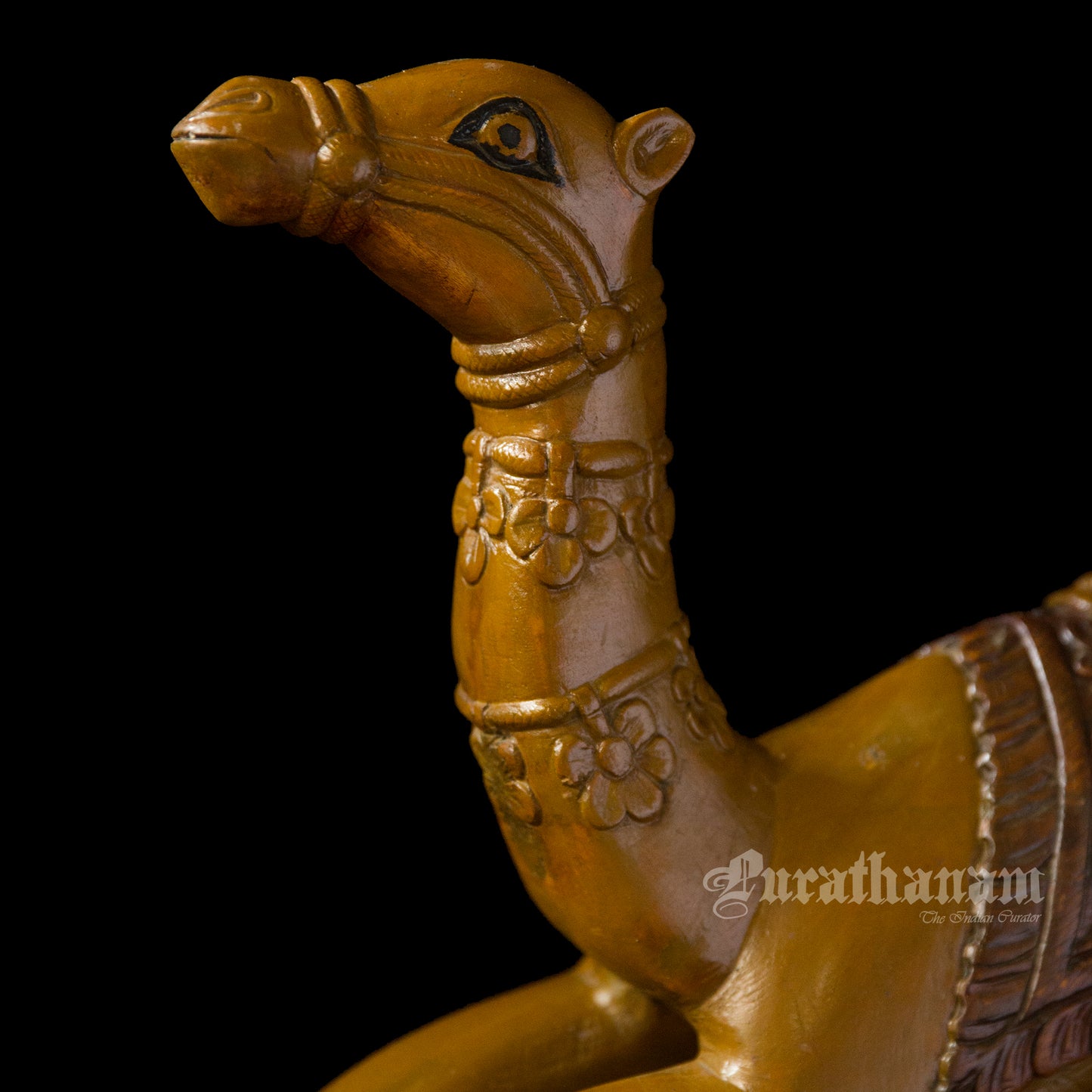 Seated Camel