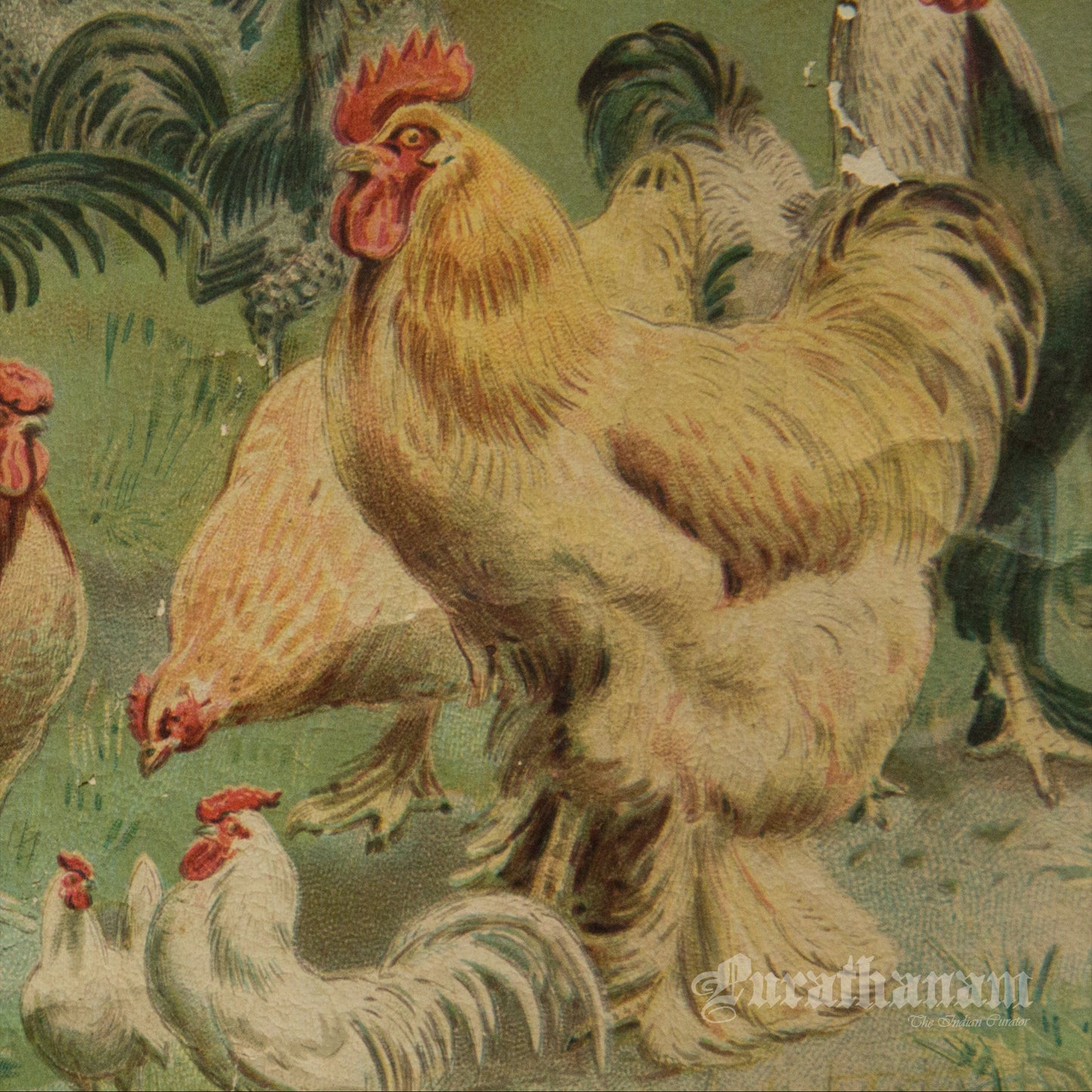 Hens & Cocks - Bird Art / Avian Art - Chromolithograph Print